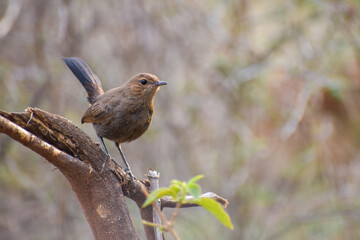 robin on the tree