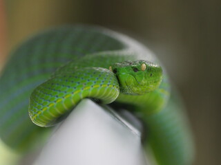 The Vogel’s Green Pit Viper is largely arboreal (lives in trees) like many other Pit vipers. Big green Snake