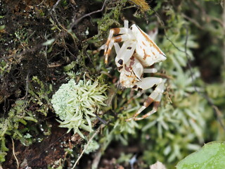 Super macro image of Flower crab spider (Misumena), High magnification, Good sharpen and detailed, eye and face very clear.This wildlife image from asia thailand.