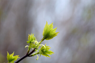 Photo of tree branch with buds