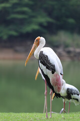 The Painted Stork bird (Mycteria leucocephala) in garden