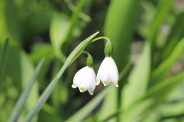 早春の公園に咲くスノーフレークの白い花