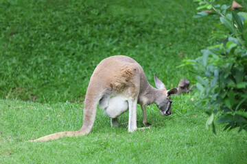 The kangaroo is stay and eat grass in garden