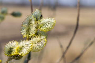 fluffy yellow flowers bloom on a willow branch. Yellow flowers of a willow on a branch in the spring forest. beautiful festive spring background. nature, bokeh, close-up, Macro photo, text