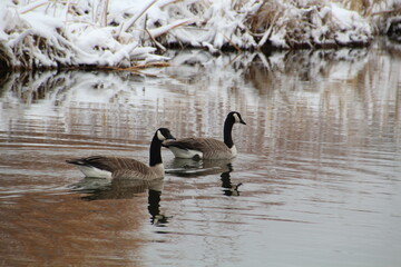 Geese On The Waters, Pylypow Wetlands, Edmonton, Alberta