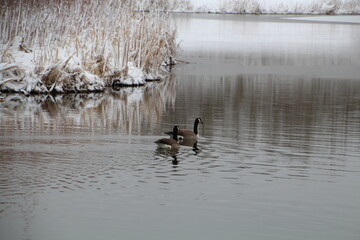 Geese In Snows Last Stand, Pylypow Wetlands, Edmonton, Alberta