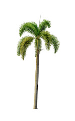 A single palm tree on a white background