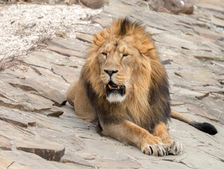 Obraz premium The lion. The lion is the second largest living big cat, second only to the tiger.