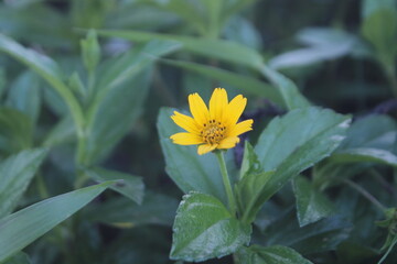 close up yellow flower