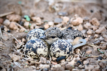 red wattled lapwing chick