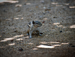 a squirrel walking 