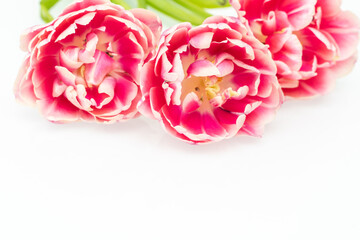 Bouquet of delicate pink tulips on a white light background. Spring mood and spring concept. copy space and space for text
