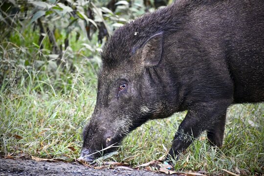 A Wild Boar Eating