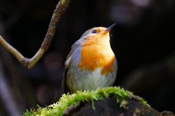 robin sits on a moss covered tree trunk and sunbathes Erithacus rubecula