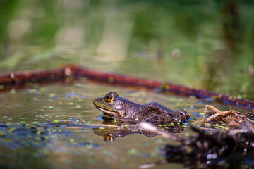 A small green frog sits in a pond with its reflection