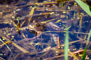 A small green frog sits in a pond with its reflection