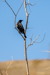 A redwing blackbird sits in a tree
