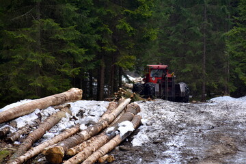 wycinka drzew w Tatrach