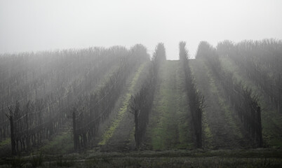 A winter vineyard shrouded in fog shows lines of vines climbing a hill through the mist, a sharp contrast with the soft tones.