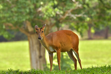 Naklejka na ściany i meble Barking deer is very beautiful decoration in the wild and remain in the Khao-yai national park of Thai land.