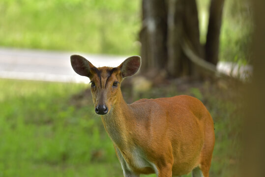 Barking deer is very beautiful decoration in the wild and remain in the Khao-yai national park of Thai land.