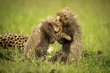 Cheetah cubs sit play fighting by mother