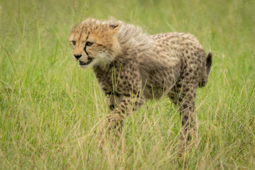 Naklejka na ściany i meble Cheetah cub walks through grass lifting paw