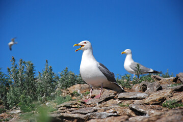 A white gull on the shore with its wings outstretched screams. Birds on Lake Baikal