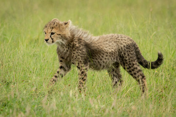 Cheetah cub walks through grass heading left