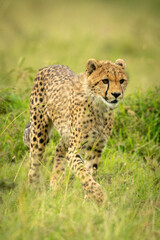 Fototapeta na wymiar Cheetah cub walks through grass facing right