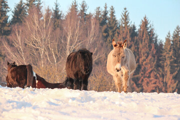 a black shetland pony and a donkey are standing together in the snow