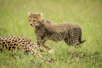 Cheetah cub trots past mother licking lips