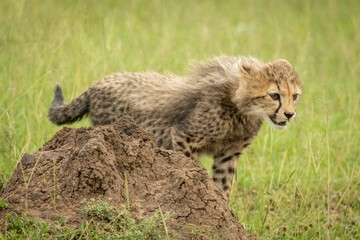 Cheetah cub stands staring behind termite mound
