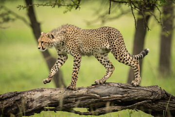 Cheetah cub walking along log lifting paw