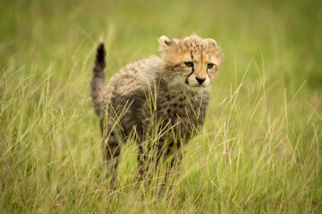 Cheetah cub stands staring in long grass