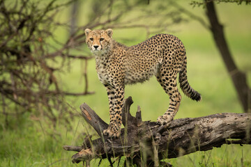 Cheetah cub stands on log turning head
