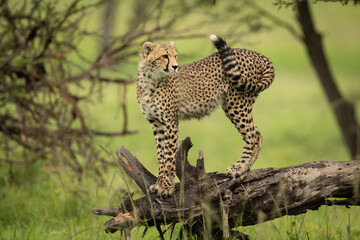 Cheetah cub stands on log staring right