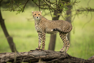Cheetah cub stands on log scanning savannah