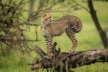 Cheetah cub stands on log looking round