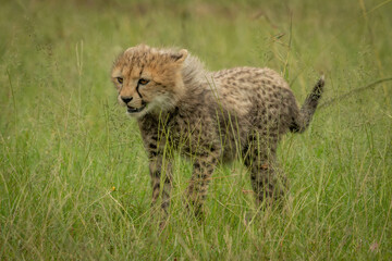 Cheetah cub stands in grass looking left