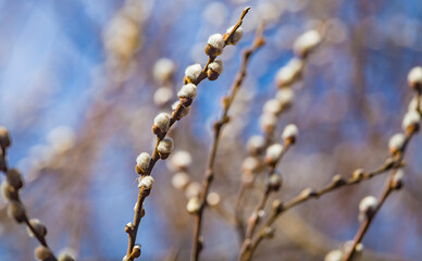 Pussy willow branches with catkins, soft fluffy spring buds in sunlight. Early spring Easter background. Text space. Traditional decoration for Palm Sunday in Europe.