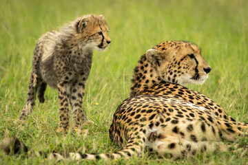 Cheetah cub stands by mother in grass