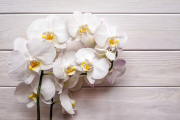 A branch of white orchids on a white wooden background

