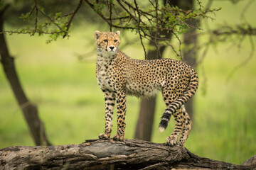 Cheetah cub standing on log looking round