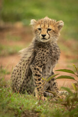 Obraz na płótnie Canvas Cheetah cub sitting turning head in grass
