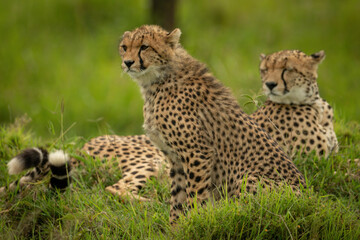 Cheetah cub sitting beside mother in grass