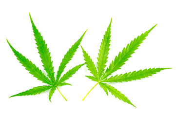 Marijuana leaf isolated on white