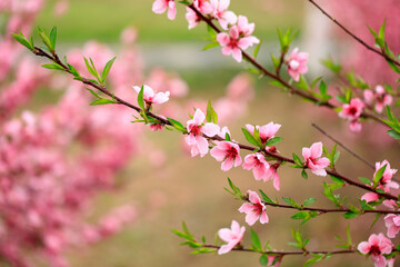 Fototapeta na wymiar Peach trees blossom in spring