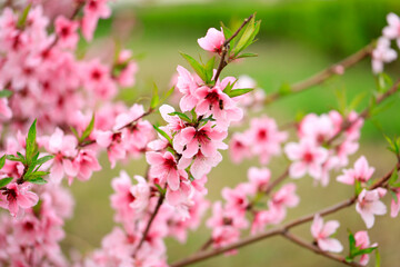 Peach trees blossom in spring