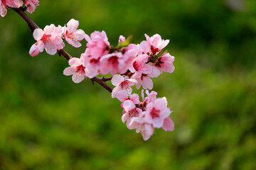 Peach trees blossom in spring